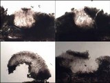 Enterographa elaborata image
