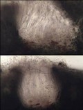 Enterographa elaborata image