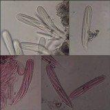 Enterographa elaborata image