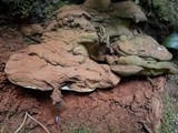 Ganoderma adspersum image
