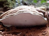 Ganoderma adspersum image