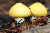 Floccularia luteovirens image