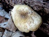 Lentinus tigrinus image