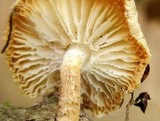 Lentinus tigrinus image