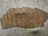 Enterographa hutchinsiae image
