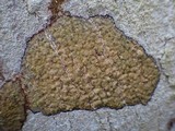 Enterographa hutchinsiae image