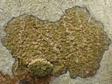 Enterographa hutchinsiae image