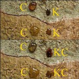 Enterographa hutchinsiae image