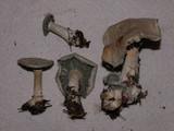 Clitocybe odora var. pacifica image
