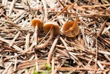 Crassisporium funariophilum image
