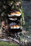 Fomitopsis schrenkii image