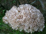 Sparassis brevipes image