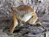 Peziza repanda image