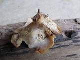 Peziza repanda image
