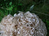Sparassis brevipes image