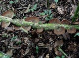 Hexagonia variegata image
