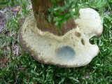 Boletus badius image