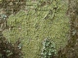 Pertusaria flavida image