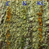 Pertusaria flavida image
