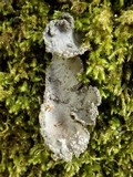 Sticta limbata image