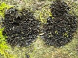 Leptogium cyanescens image