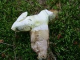 Boletus badius image