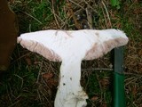Tylopilus felleus image