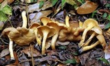 Cantharellus quercophilus image