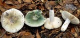 Russula subgraminicolor image