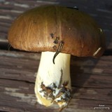 Suillus brevipes image