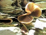 Peziza repanda image