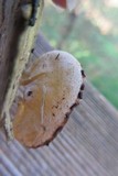 Peziza repanda image