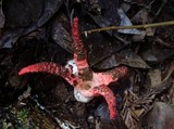 Clathrus archeri image