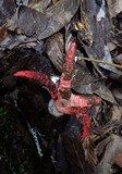 Clathrus archeri image