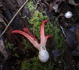 Clathrus archeri image