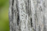 Mycocalicium subtile image