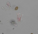 Psilocybe subfimetaria image