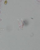 Psilocybe subfimetaria image