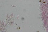 Psilocybe subfimetaria image