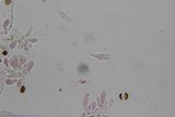 Psilocybe subfimetaria image
