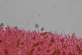 Psilocybe subfimetaria image