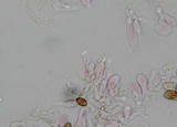 Psilocybe subfimetaria image