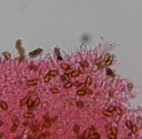 Psilocybe subfimetaria image
