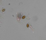 Psilocybe subfimetaria image