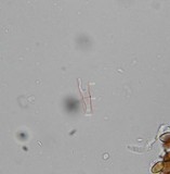 Psilocybe subfimetaria image