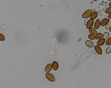 Psilocybe subfimetaria image