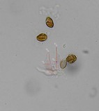 Psilocybe subfimetaria image