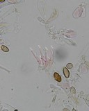 Psilocybe subfimetaria image