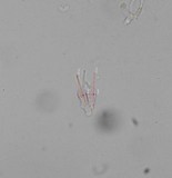 Psilocybe subfimetaria image