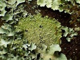 Pyxine cocoës image